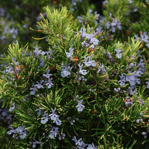 Romarin officinal (Rosmarinus officinalis)