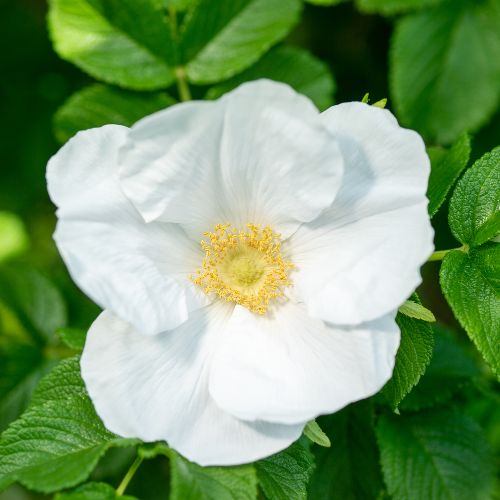 Rosier Rugueux Blanc (Rosa rugosa alba)
