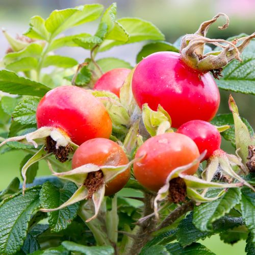 Rosier Rugueux Blanc (Rosa rugosa alba)