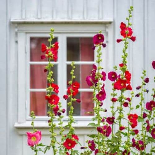Rose Trémière MIX (Alcea rosea ficifolia)