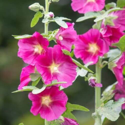 Rose Trémière MIX (Alcea rosea ficifolia)