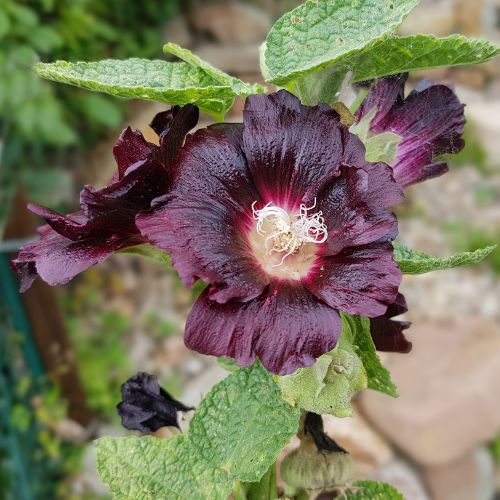 Rose Trémière Noire (Alcea rosea nigra)