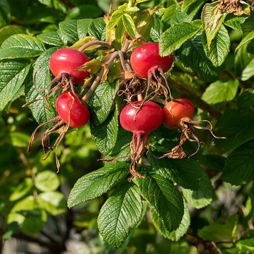 Rosier rugueux (Rosa rugosa)