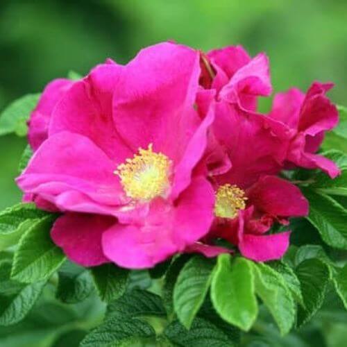 Rosier rugueux (Rosa rugosa)