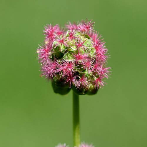 Petite Pimprenelle (Sanguisorba minor)