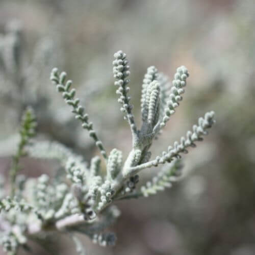 Santoline Argentée (Santolina chamaecyparissus)