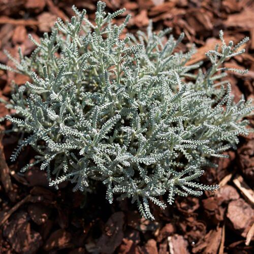 Santoline Argentée (Santolina chamaecyparissus)