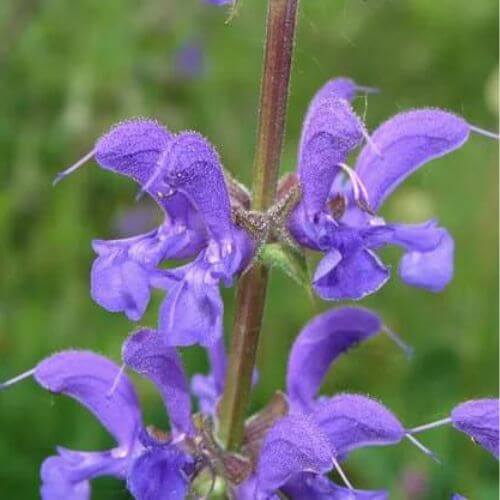 Sauge des Prés (Salvia pratensis)