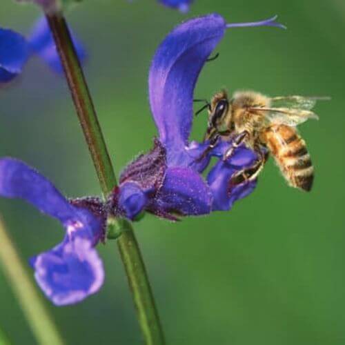 Sauge des Prés (Salvia pratensis)