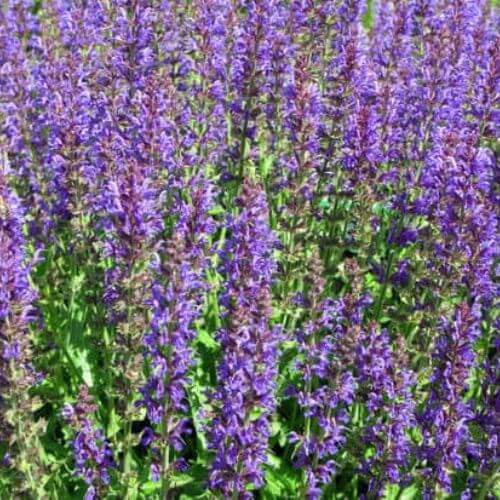 Sauge des Prés (Salvia pratensis)