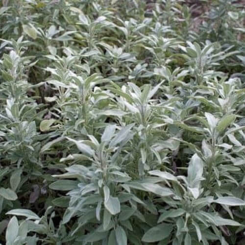 Sauge Officinale (Salvia officinalis)