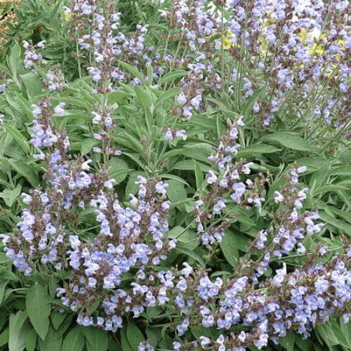 Sauge Officinale (Salvia officinalis)