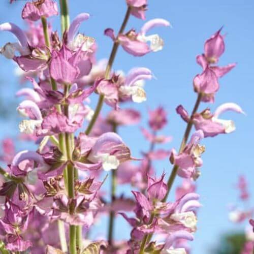Sauge Sclarée (Salvia sclarea)