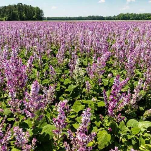 Sauge Sclarée (Salvia sclarea)