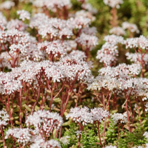 Orpin Blanc (Sedum album murale)