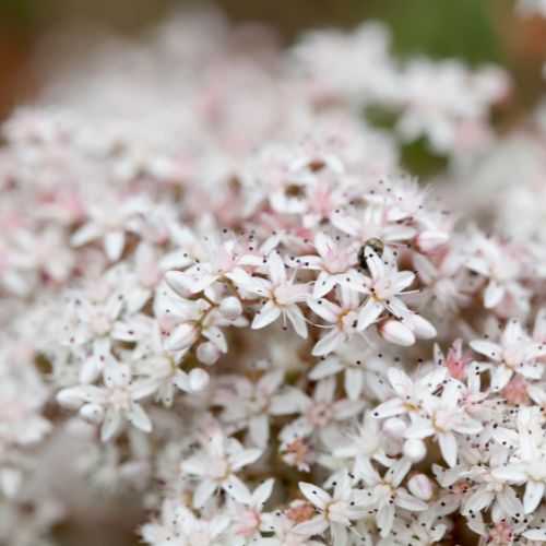 Orpin Blanc (Sedum album murale)