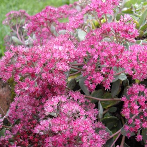 Orpin à Feuilles Grises des Falaises (Sedum cauticola Lidakense)