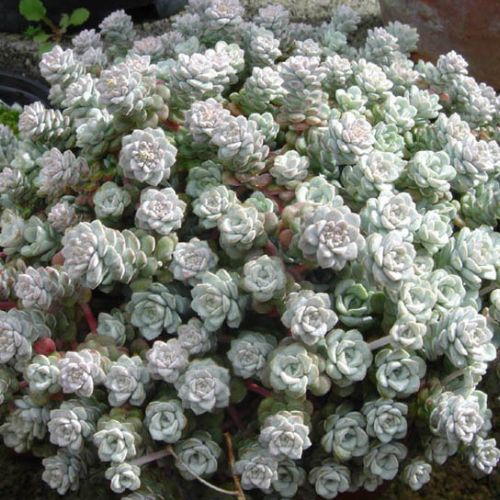 Orpin Rampant Spatulé de Printemps (Sedum spathulifolium Cape Blanco)