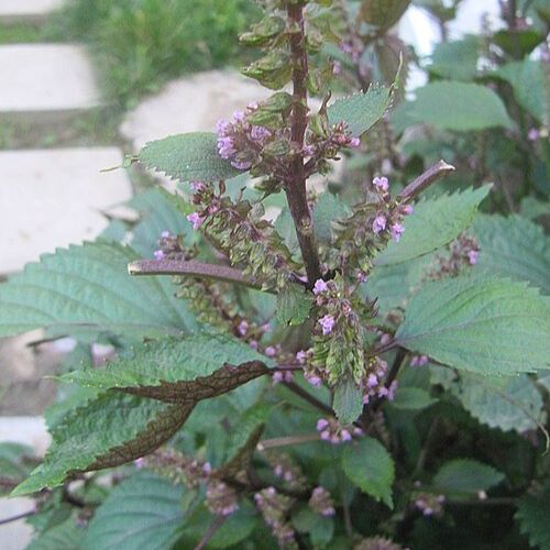 Pérille de Nankin - Shiso (Perilla frutescens crispa)