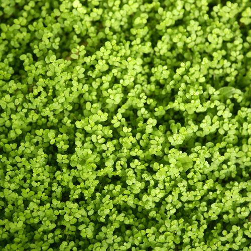 Helxine - Soleirole de Soleir (Soleirolia soleirolii)