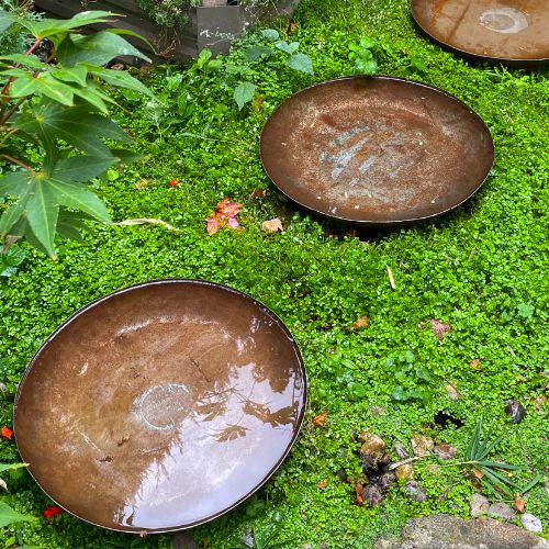 Helxine - Soleirole de Soleir (Soleirolia soleirolii)