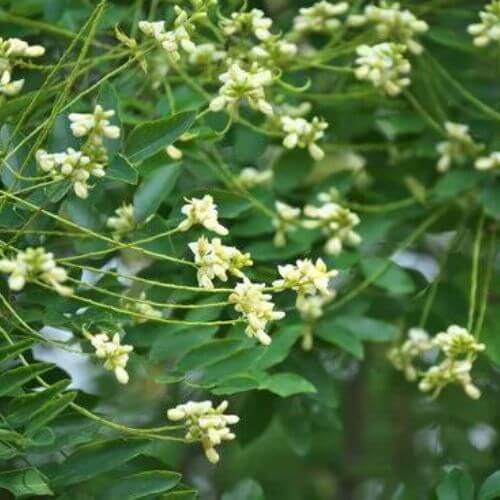 Sophora du Japon (Sophora japonica)