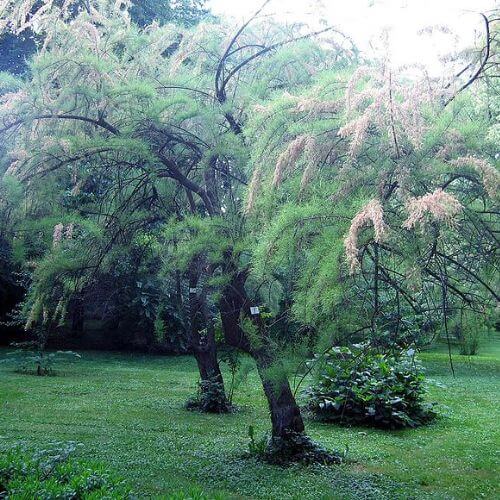 Tamaris de France (Tamarix gallica)