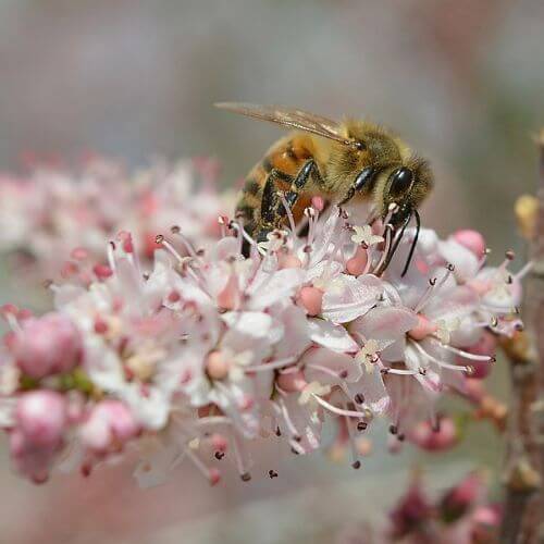 Tamaris de France (Tamarix gallica)