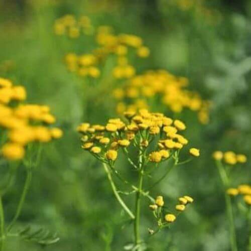 Tanaisie Commune (Tanacetum Vulgare)