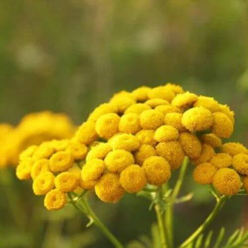 Tanaisie Commune (Tanacetum Vulgare)