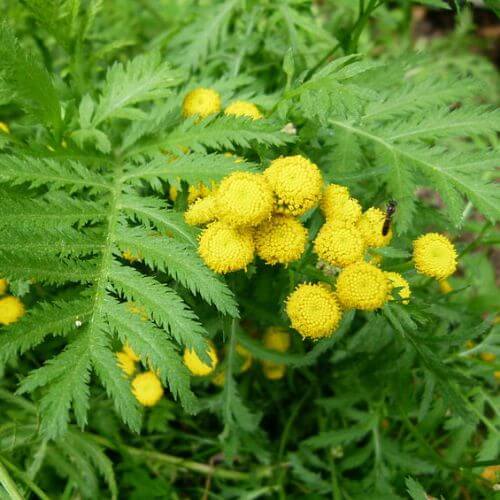 Tanaisie Commune (Tanacetum Vulgare)