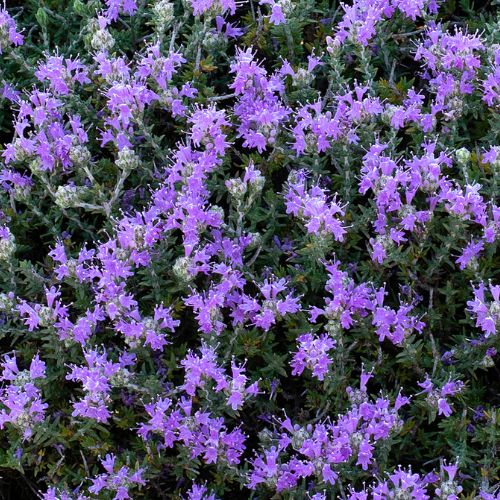 Thym à Têtes (Thymbra capitata)