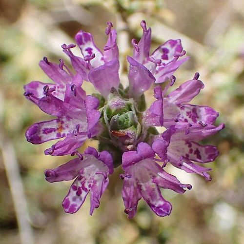 Thym à Têtes (Thymbra capitata)