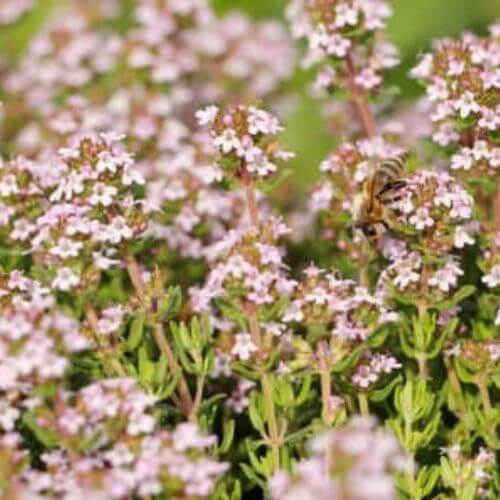 Thym Vulgaire (Thymus vulgaris)