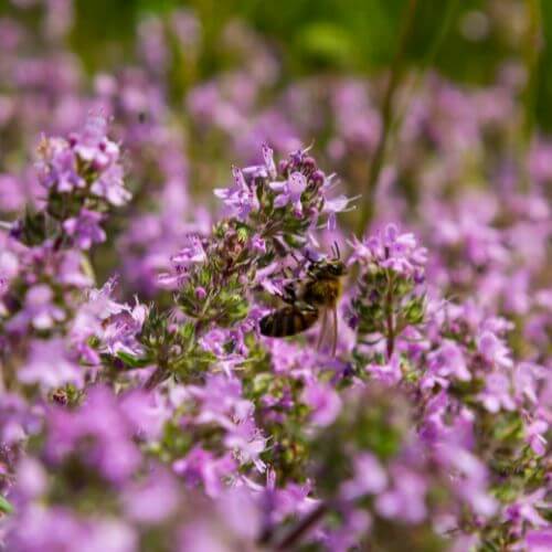Thym Serpolet (Thymus serpyllum)