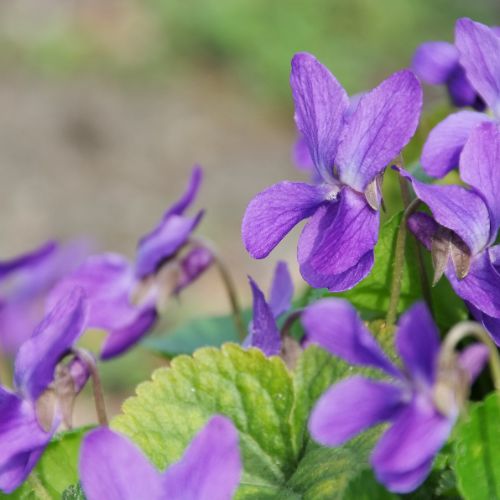 Violette Odorante (Viola odorata)