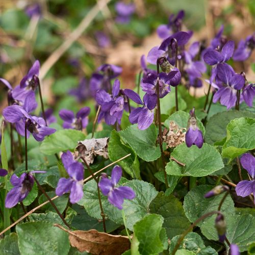 Violette Odorante (Viola odorata)