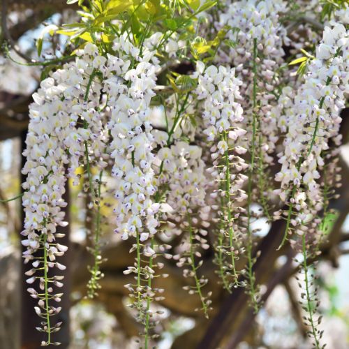 Glycine du Japon Blanche (Wisteria floribunda alba)