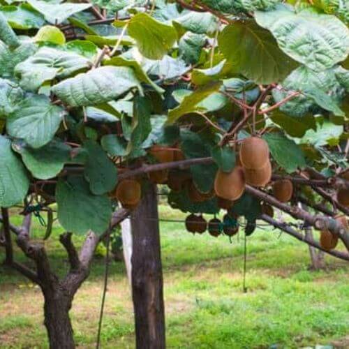 Kiwi (Actinidia chinensis)