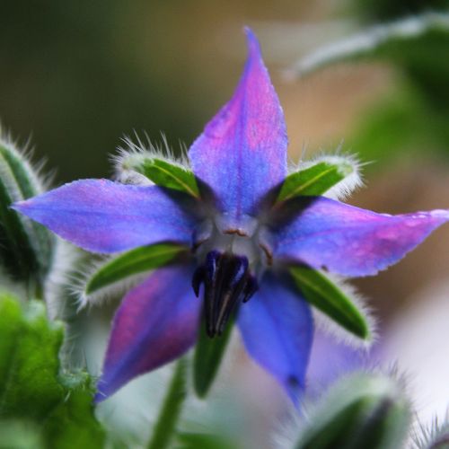 Bourrache Officinale (Borago officinalis)