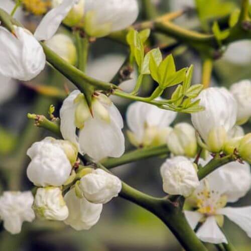 Citronnier épineux (Poncirus trifoliata)
