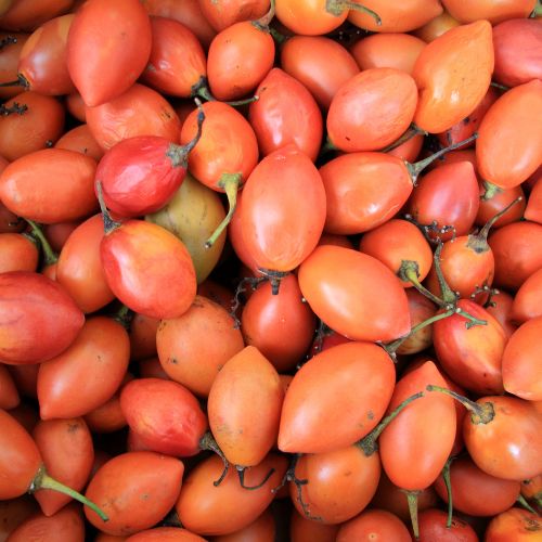 Tomate en Arbre - Tamarillo (Cyphomandra betacea)