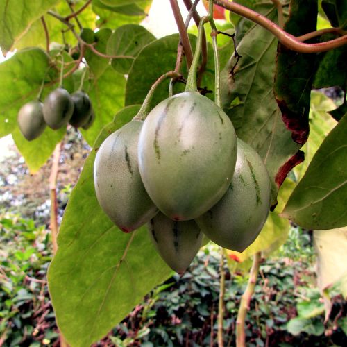 Tomate en Arbre - Tamarillo (Cyphomandra betacea)