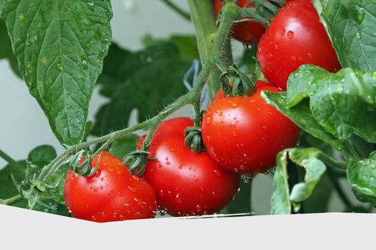 Cultiver la tomate : Les 12 meilleures plantes compagnes à associer