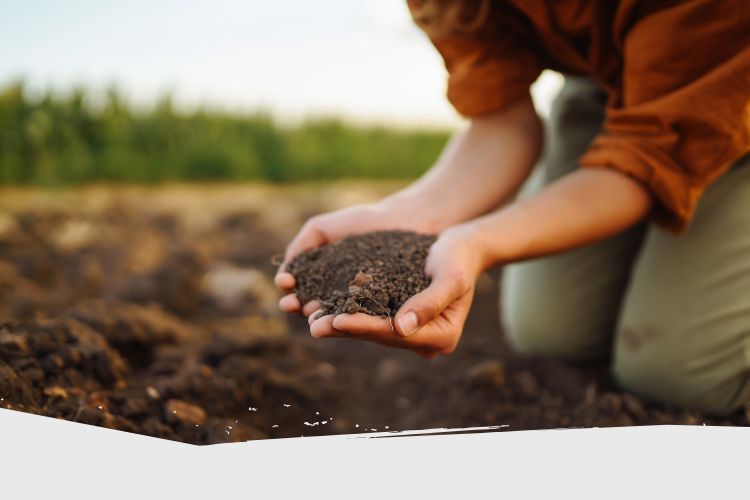 Les étapes clés pour préparer le sol de son potager