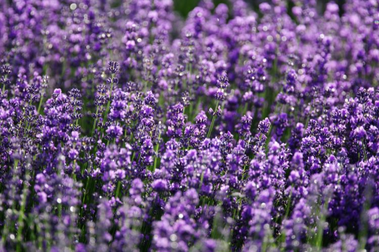 Plantes Aromatiques qui Poussent Vite avec Peu d'Entretien