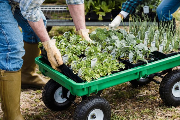 Ploërmel : Vente de végétaux par un producteur local