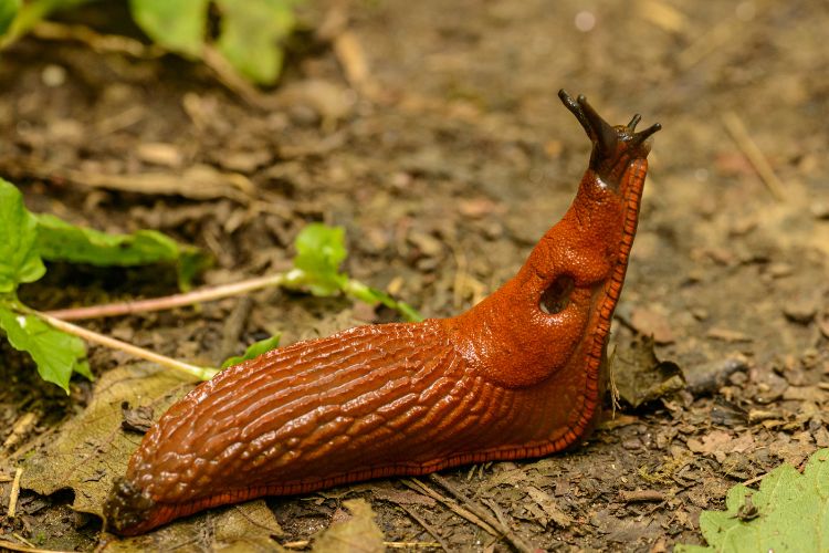 Plantes anti-limaces naturelles pour éloigner les escargots des légumes