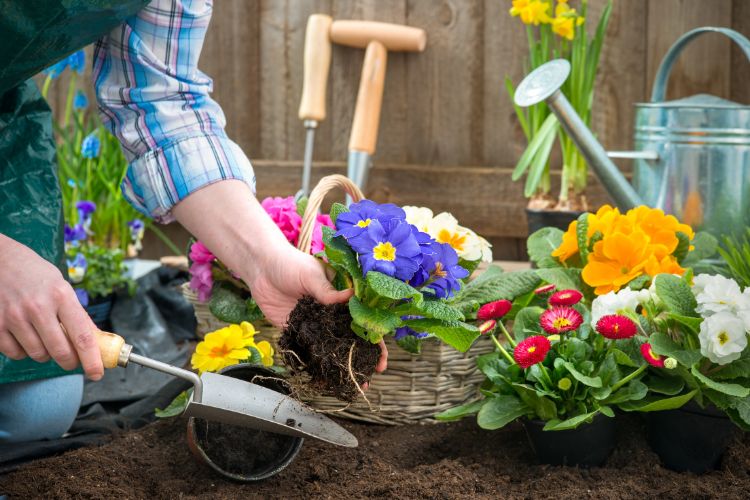 Jusqu'à -15 % sur les plantes et les arbres