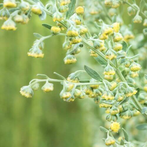 Grande Absinthe (Artemisia absinthium)